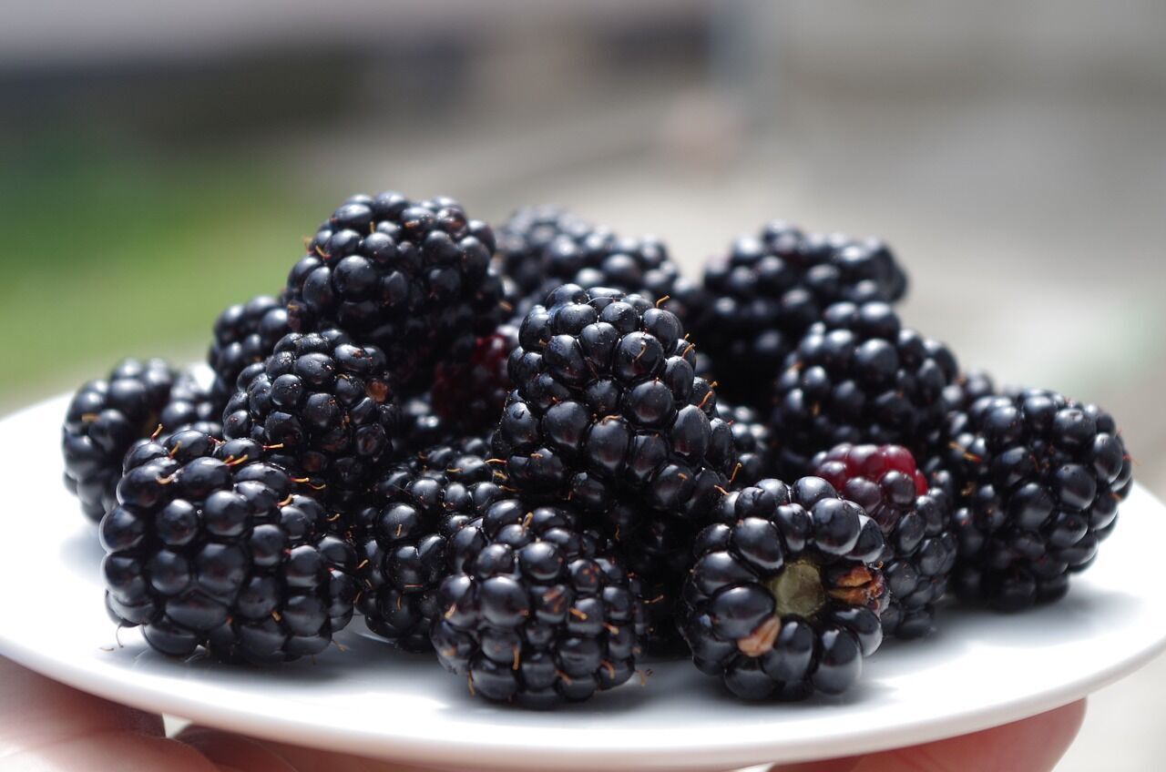 How to prepare blackberries for the winter