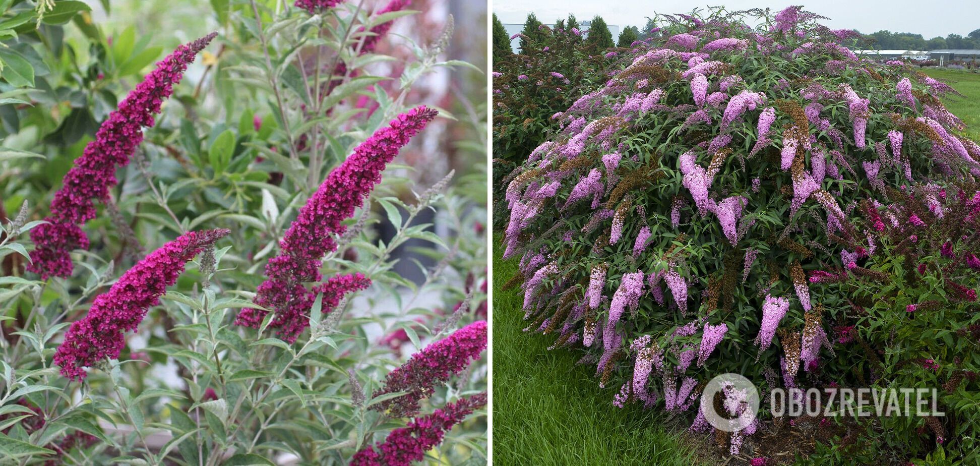 What ornamental shrubs bloom all summer: how to decorate the garden