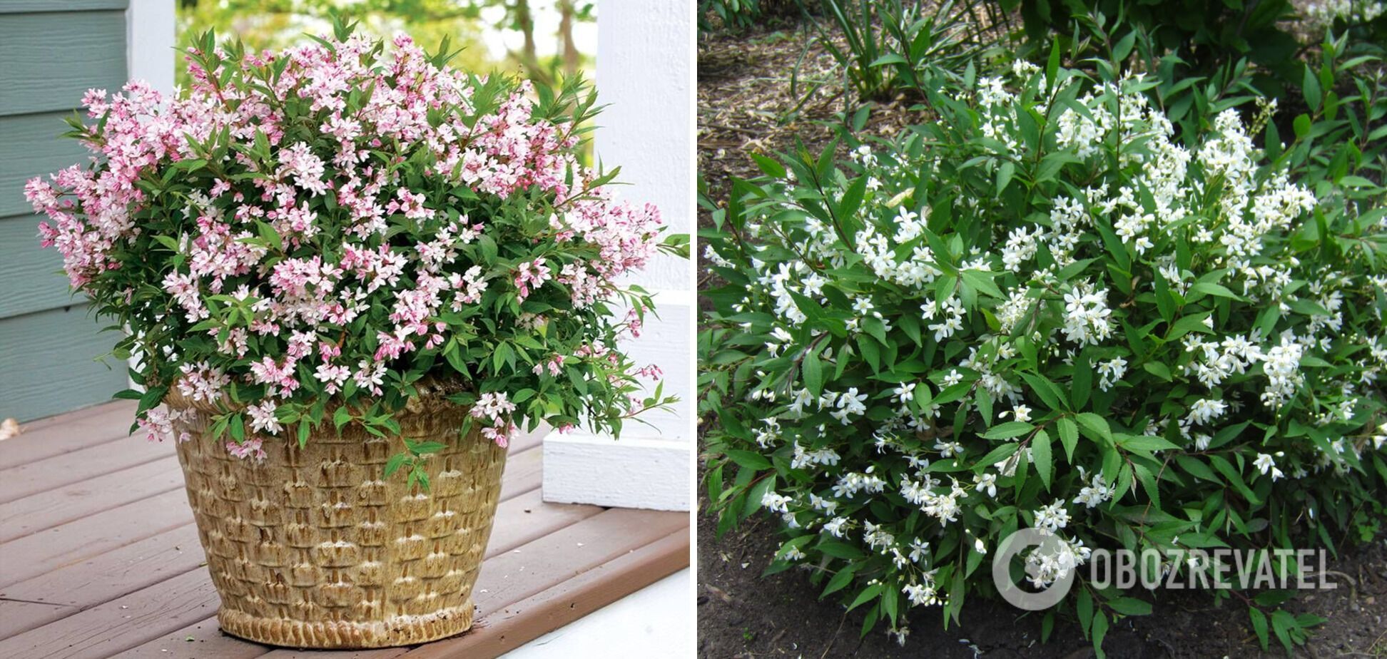 What ornamental shrubs bloom all summer: how to decorate the garden