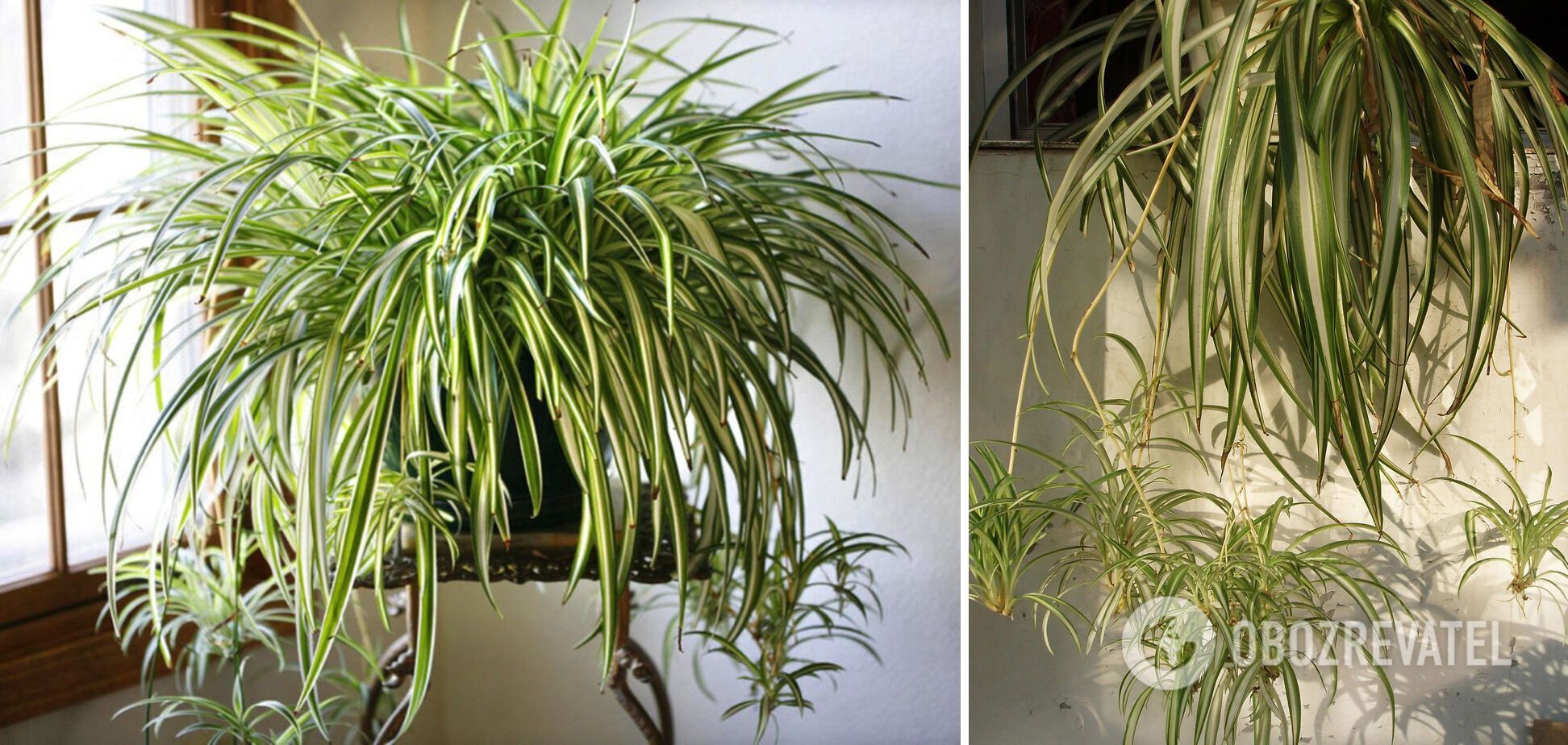 Totally transform your room: which indoor flowers are best for hanging planters