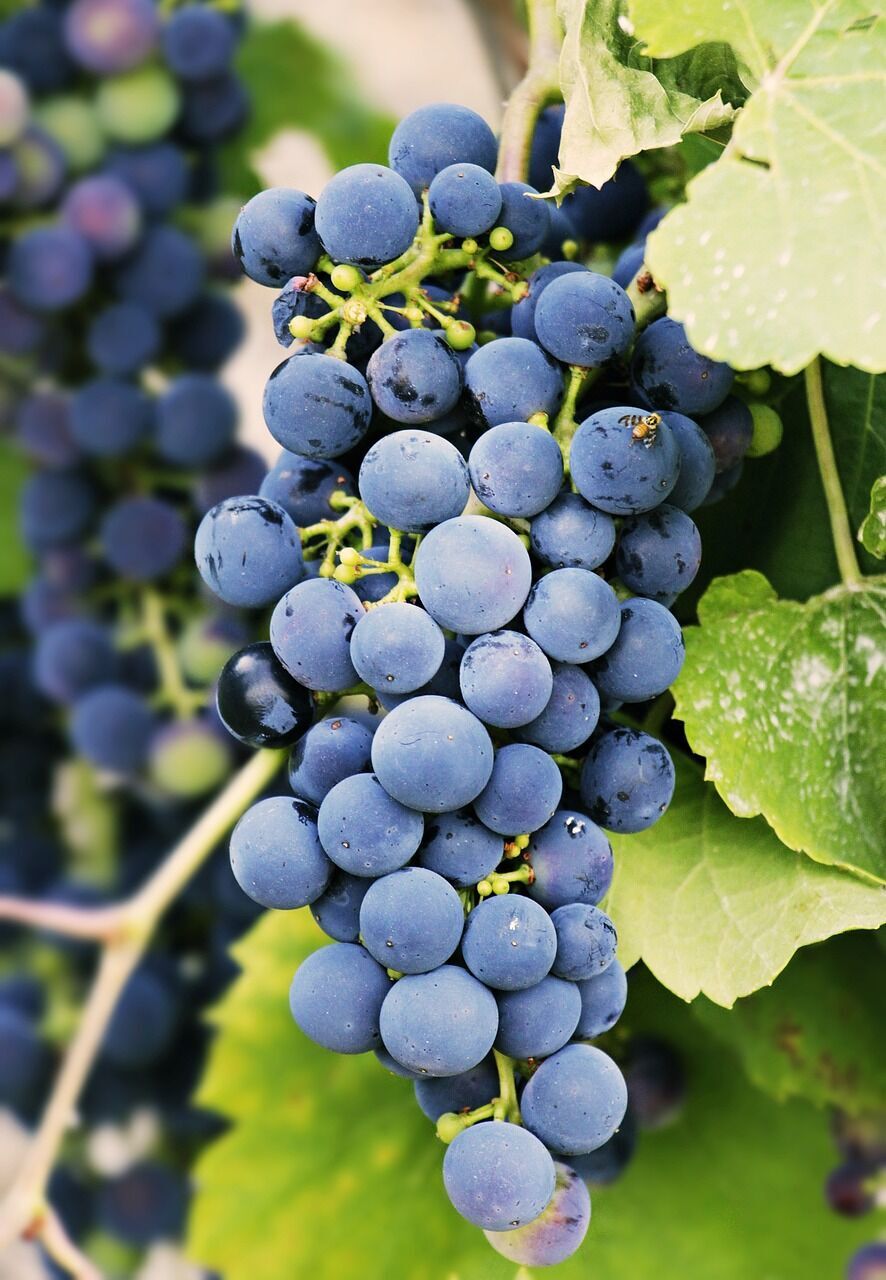A bunch of black grapes