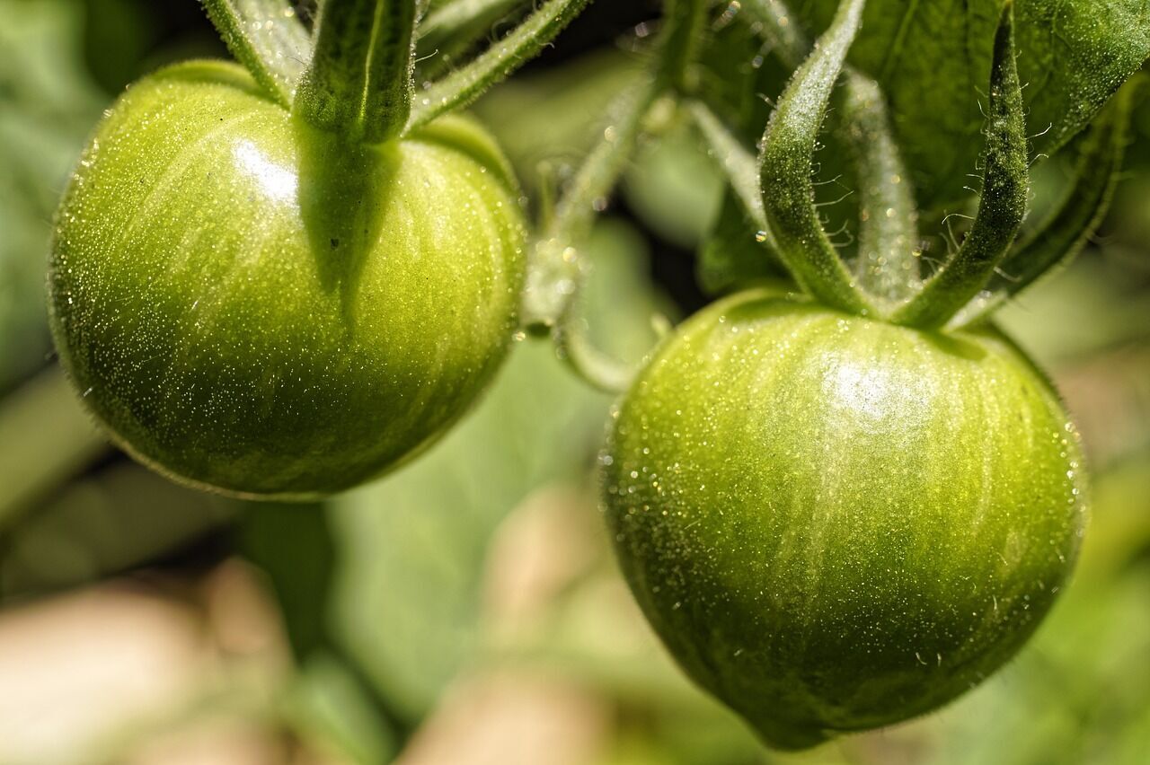 Green tomatoed for adjika