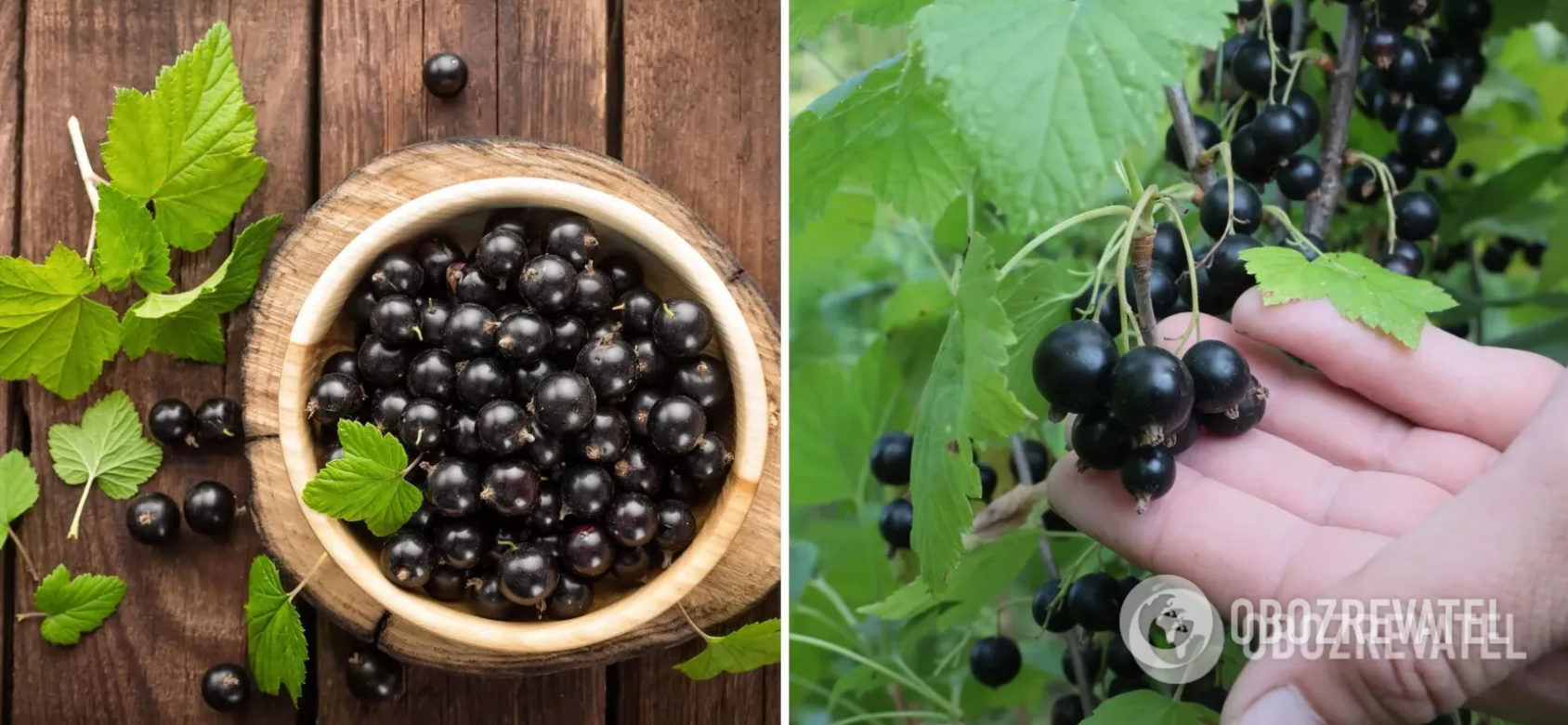 How to make jam-jelly from black currants: you need only 3 ingredients