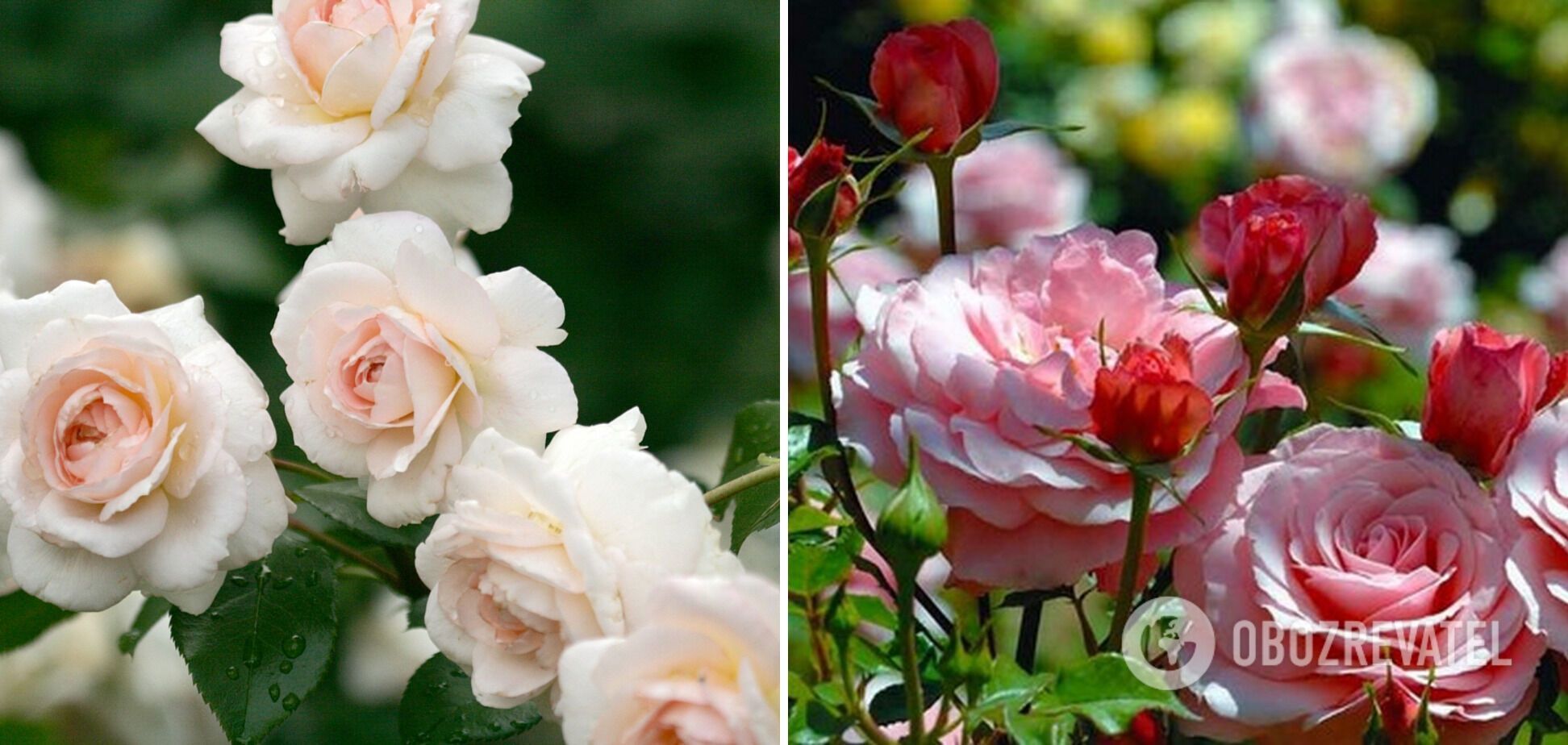 How to prepare roses for the new season: what to feed in August