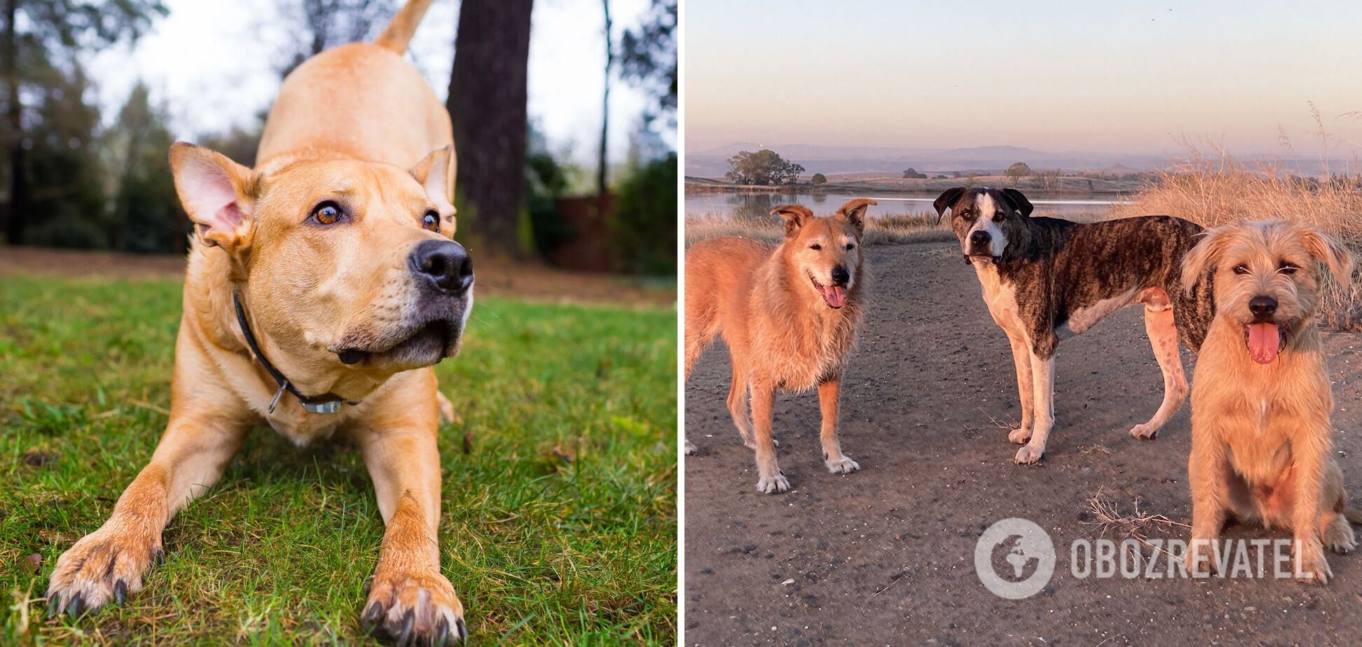 Which dogs are easiest to train: breeds and photos