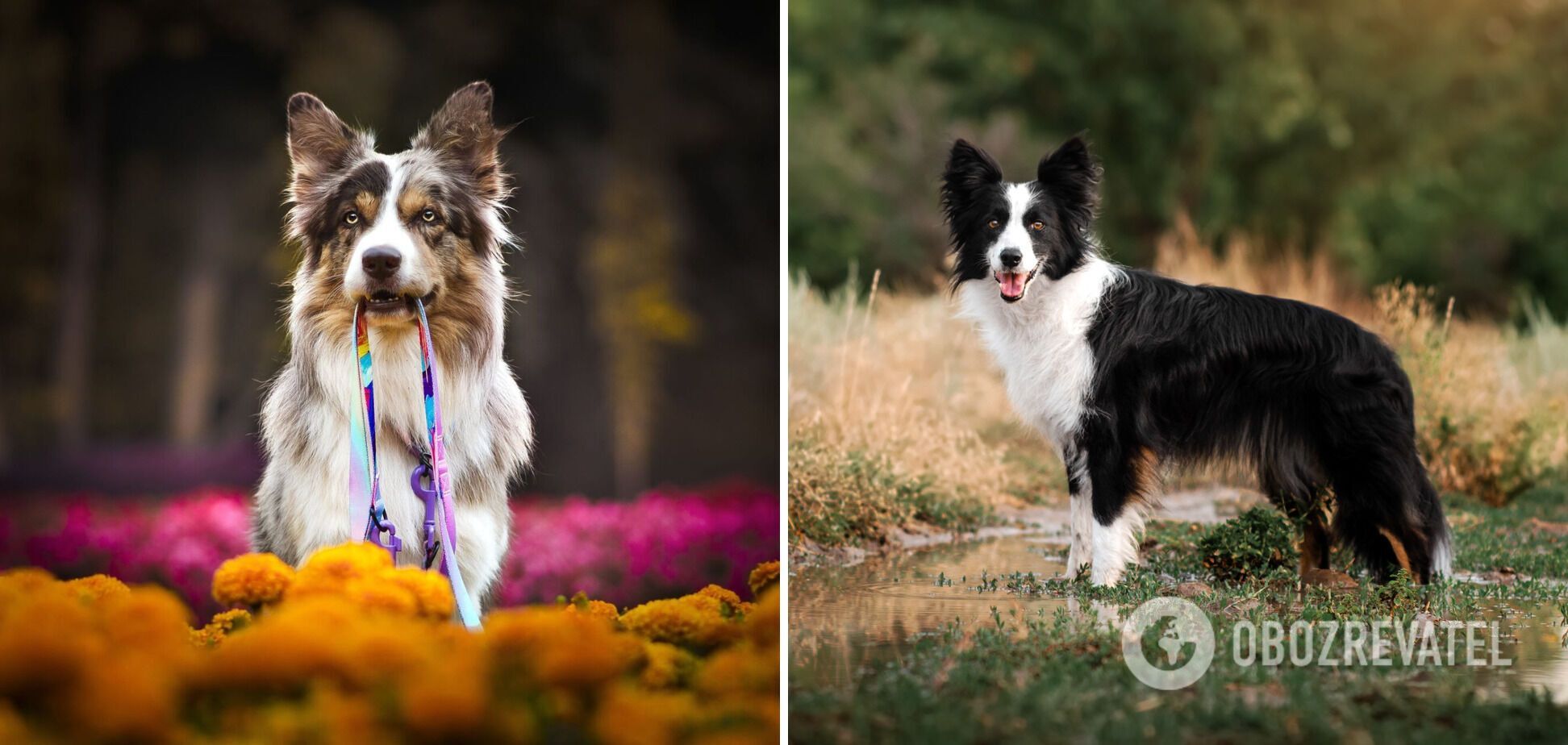 Which dogs are easiest to train: breeds and photos