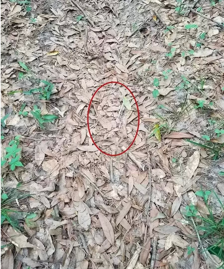 A puzzle for geniuses: only the smartest will find the snake in the picture