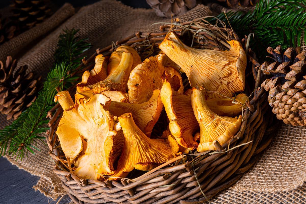 How to cook chanterelle mushrooms