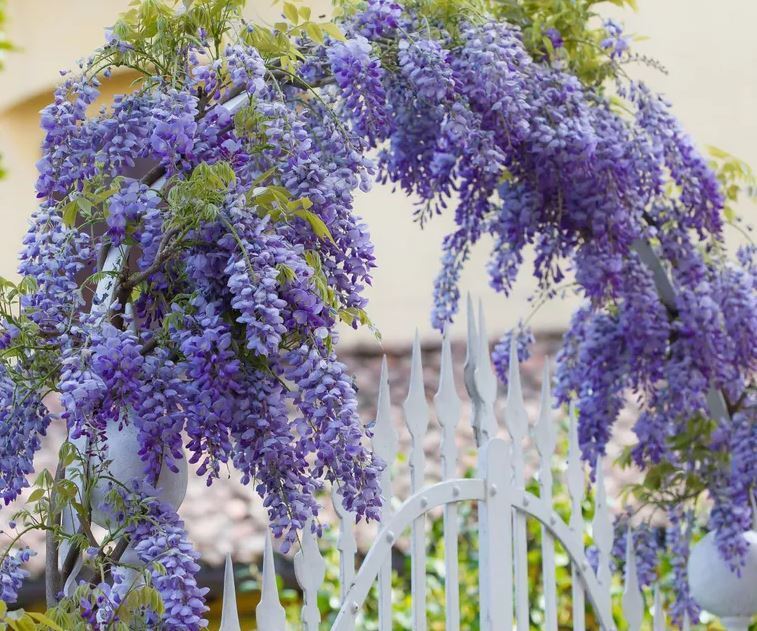 What plants to choose for the garden arch
