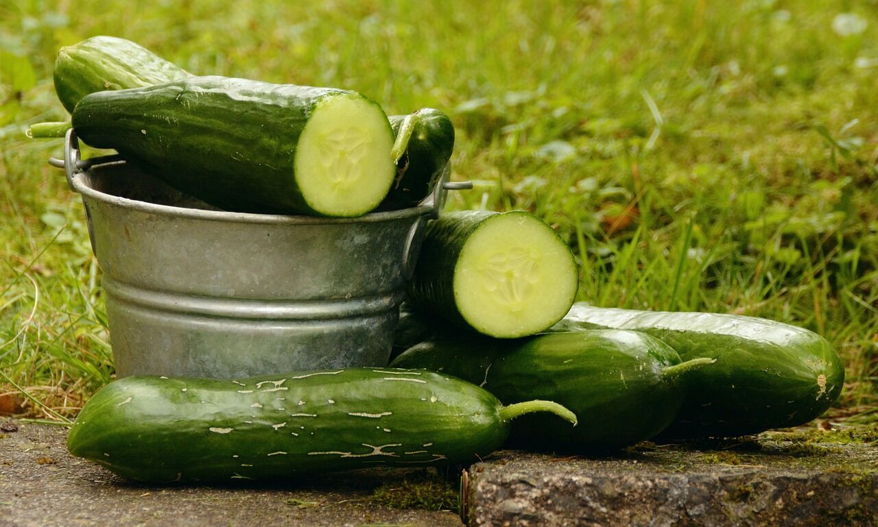 What cucumbers are forbidden to preserve