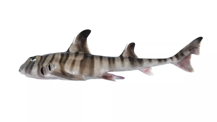 A new species of shark having human-like teeth discovered in Australia