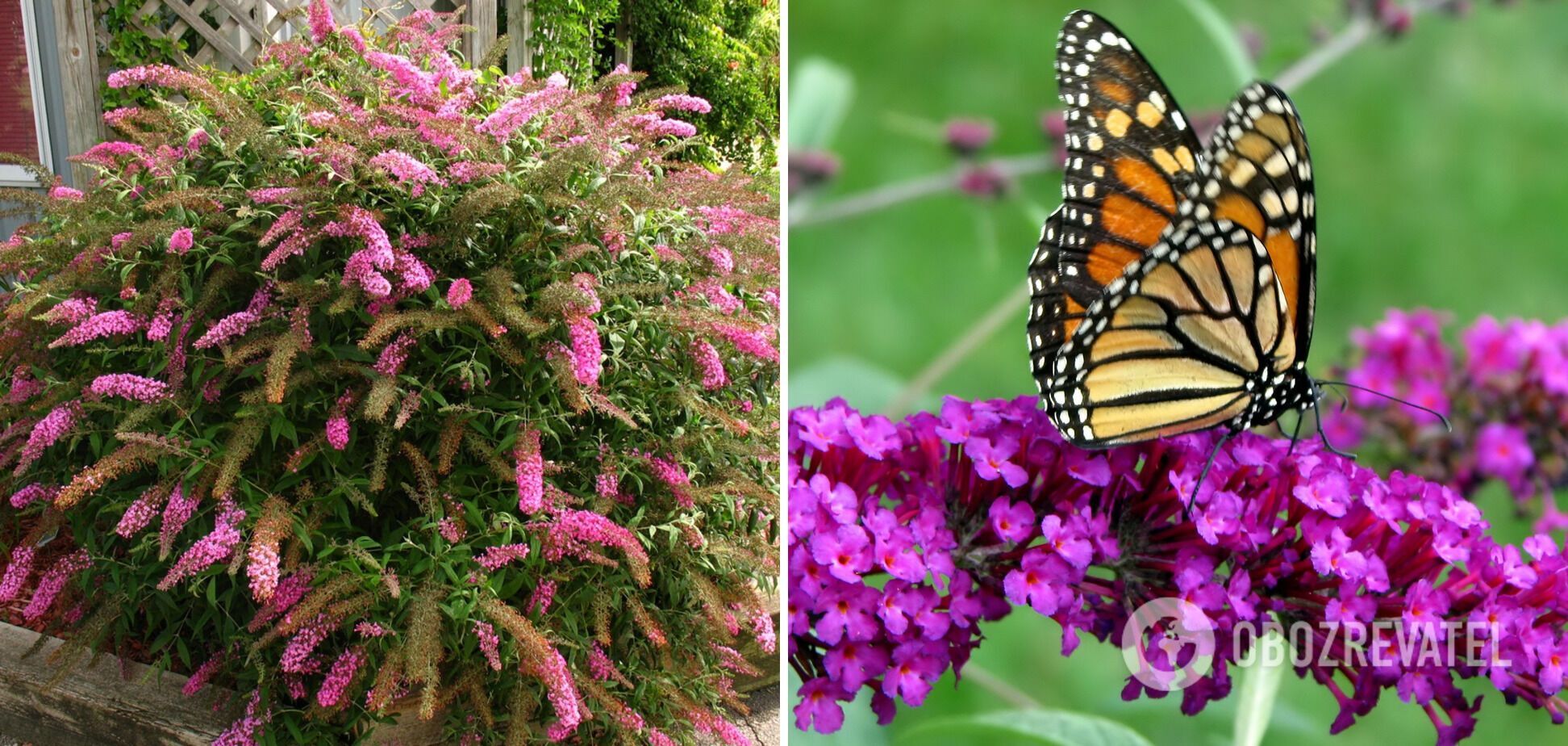 Which plants should not be cut back in summer: you'll only make things worse