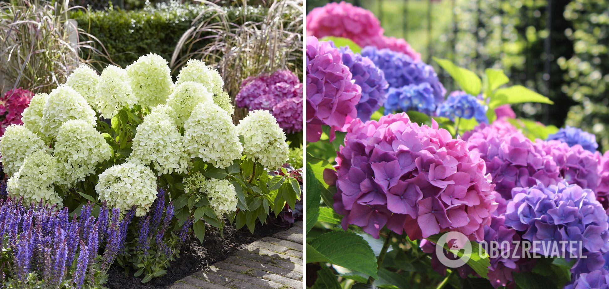 Which plants should not be cut back in summer: you'll only make things worse