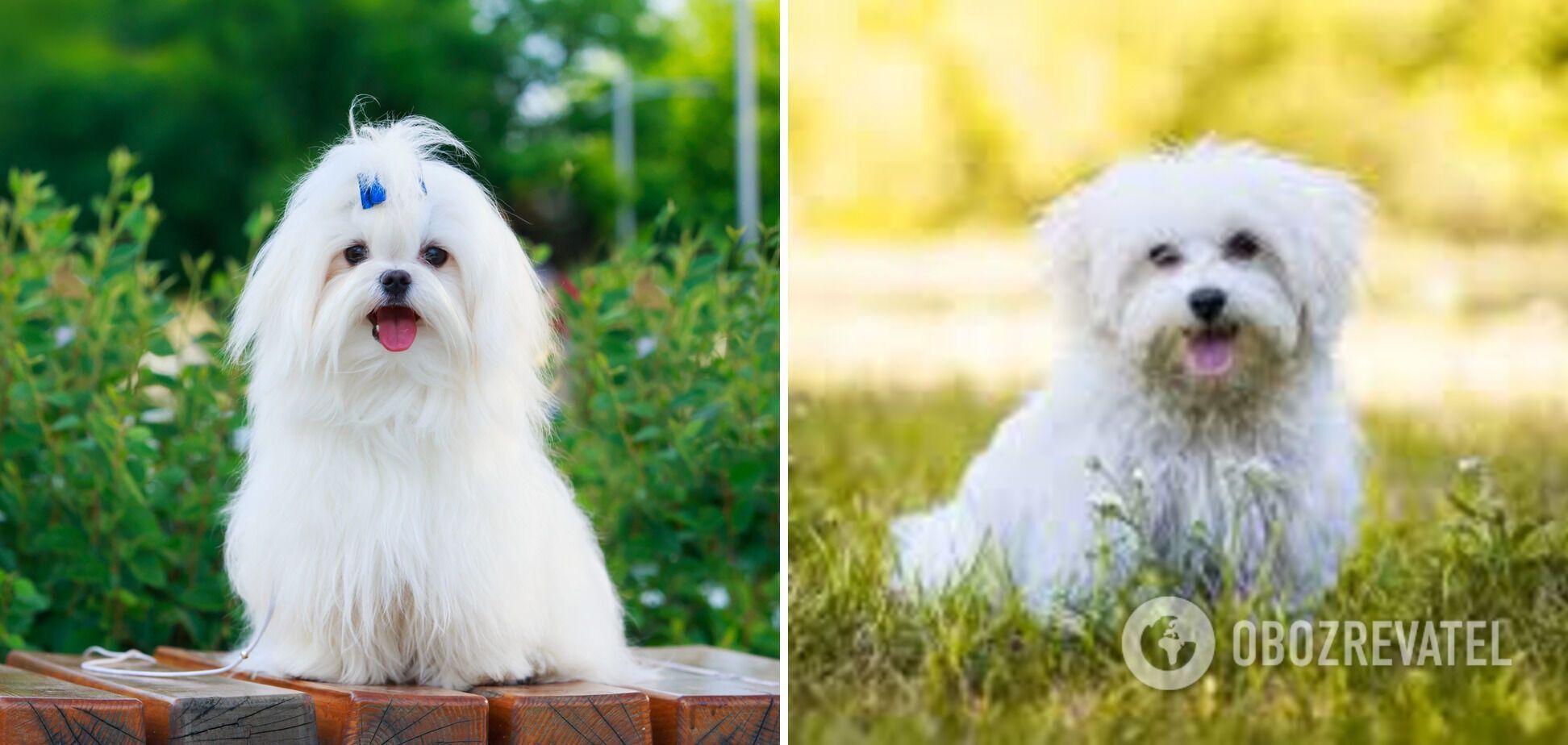 As if they came off the TV screens: what breeds of dogs are the most beautiful. Photo