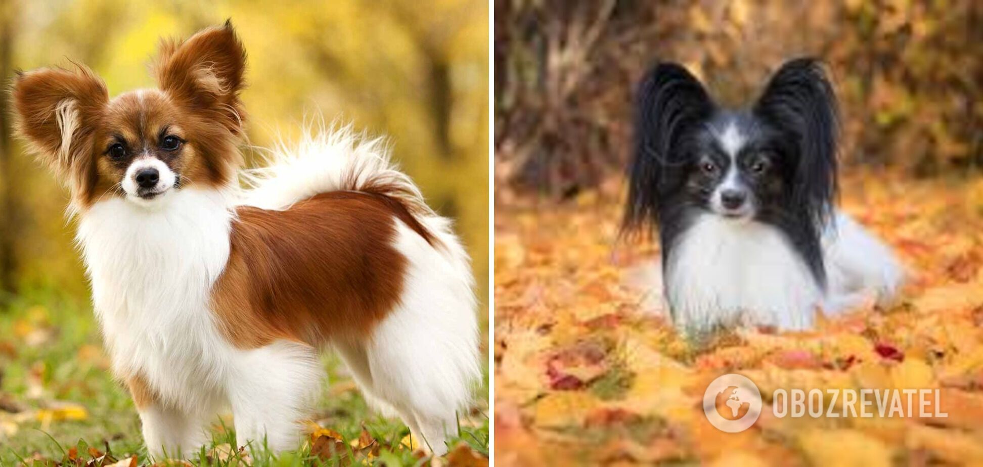 As if they came off the TV screens: what breeds of dogs are the most beautiful. Photo