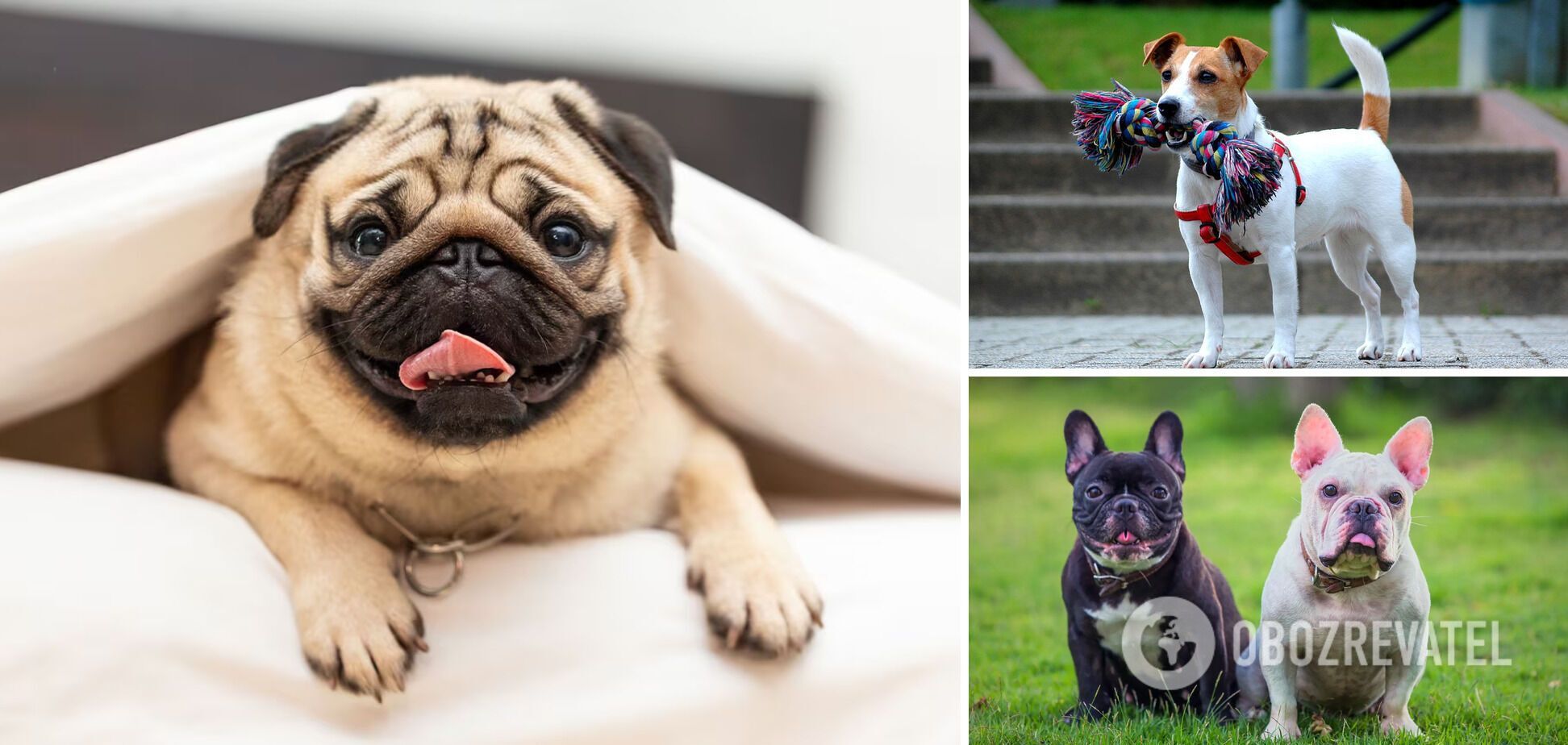 They're loved by everyone: Which dog breeds are the most popular in the world