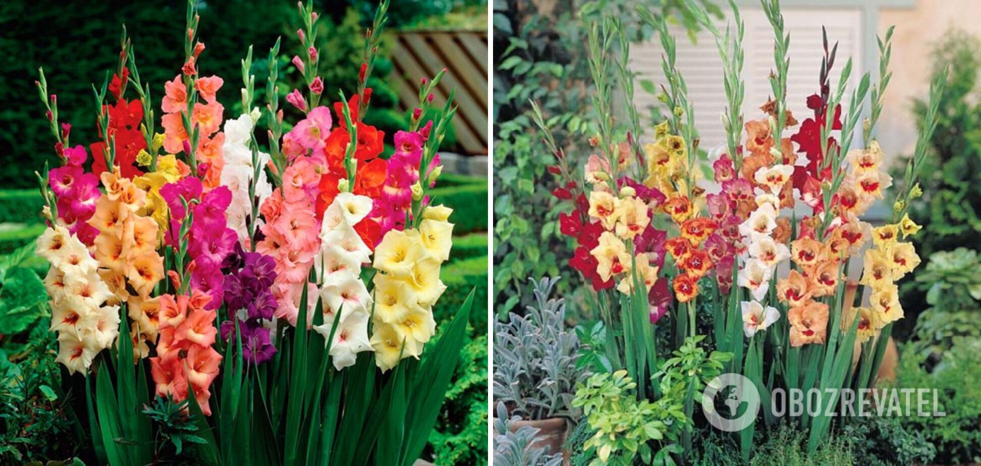 What flowers should not be planted near lilies: the worst neighbours that spoil flowering