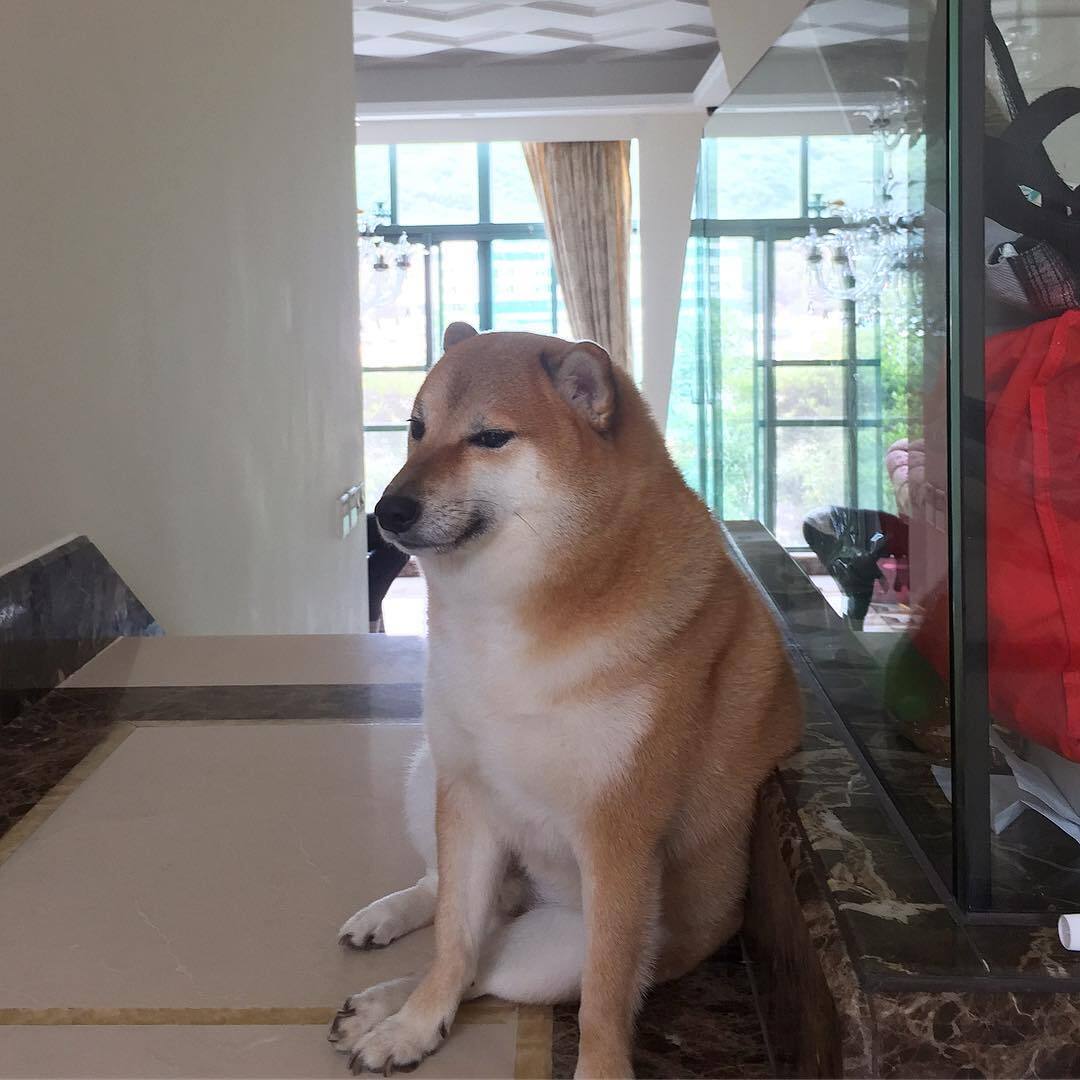Cheems the dog, who was the star of a popular meme, passed away: he did not survive surgery