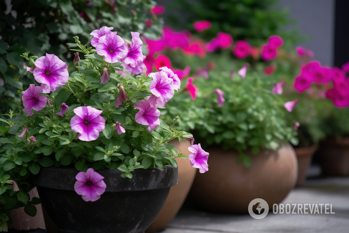 Will bloom until frost: secrets to bring even the weakest petunia back to life