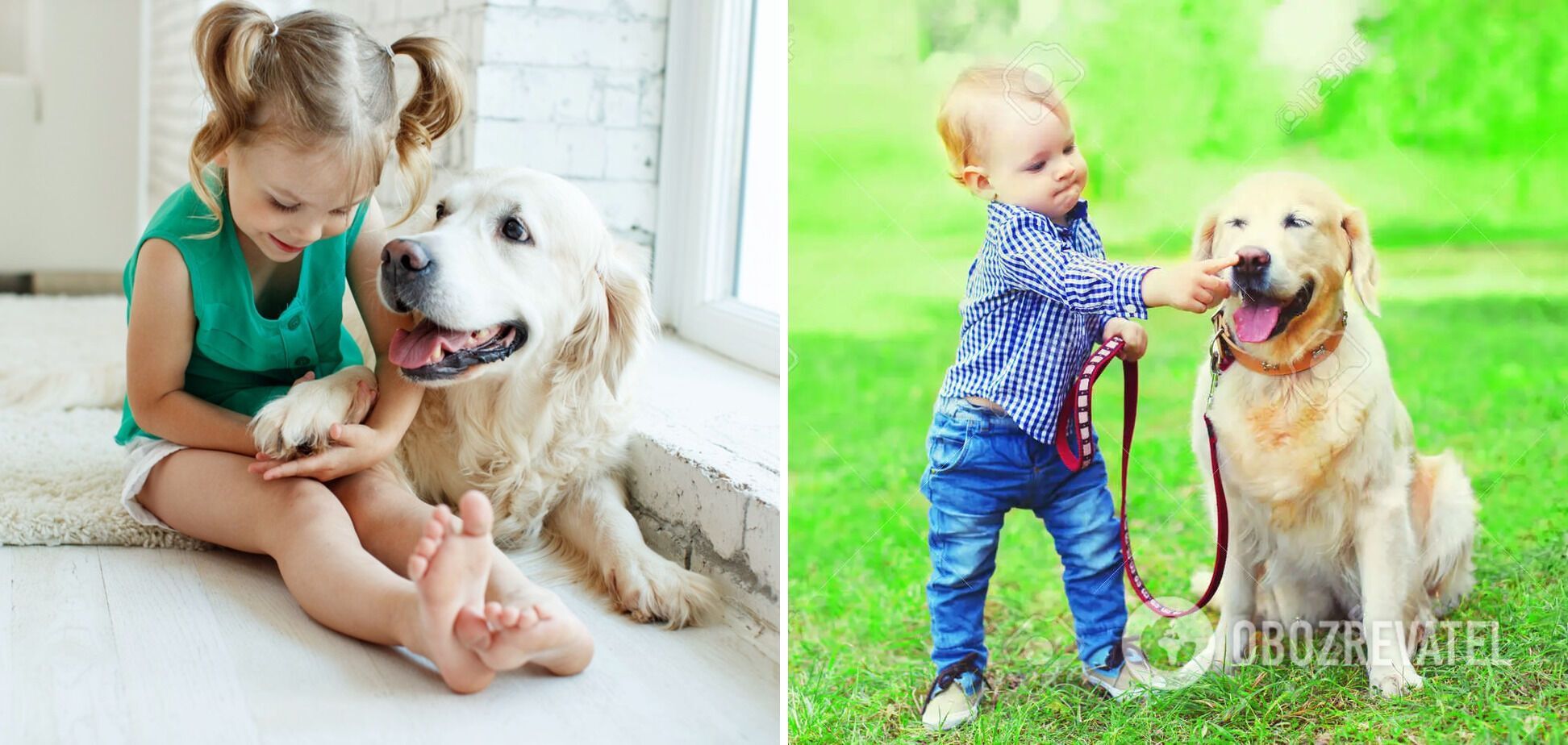 Which dog breeds are best with children: playful and affectionate