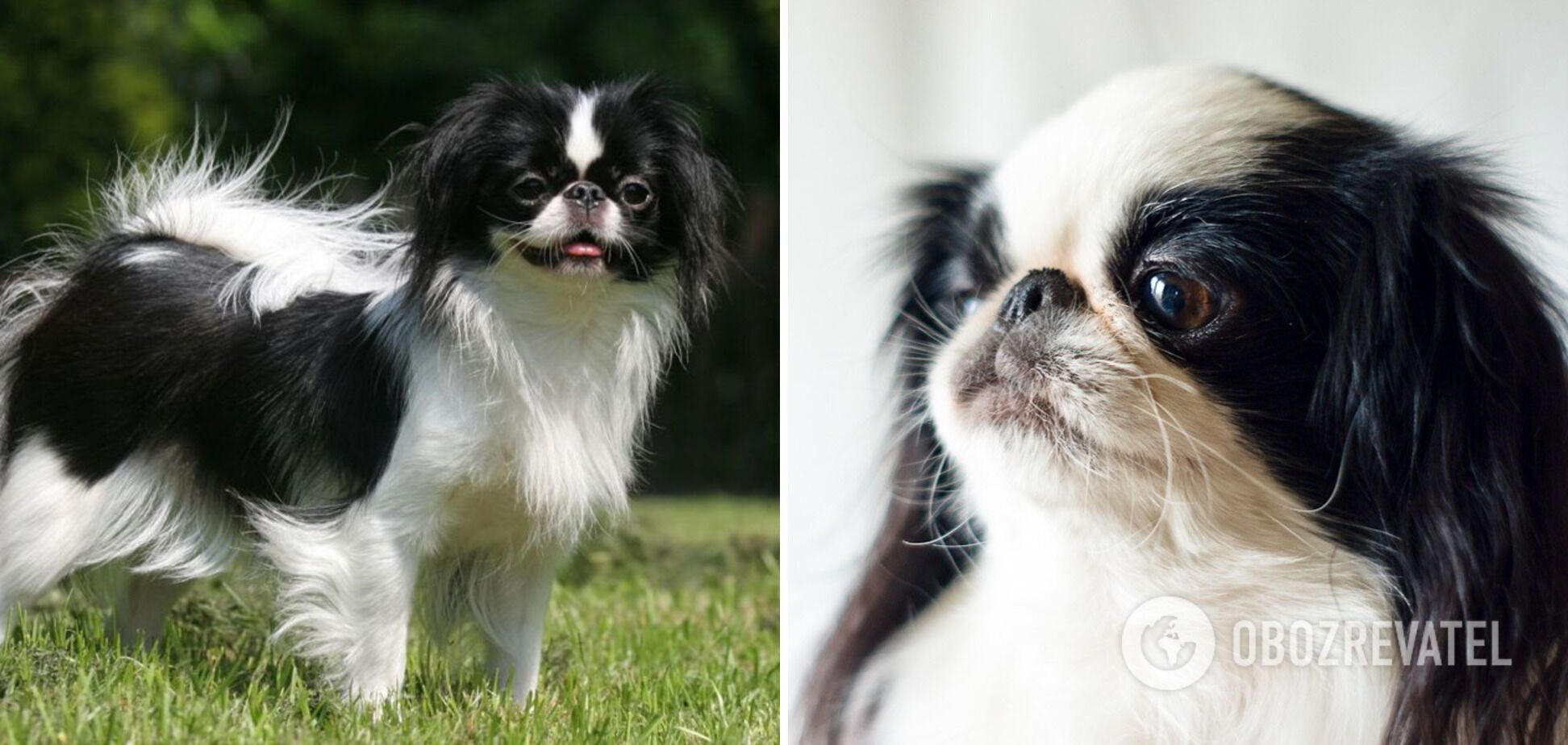 Miniature and easy to get along with kids: top small dog breeds