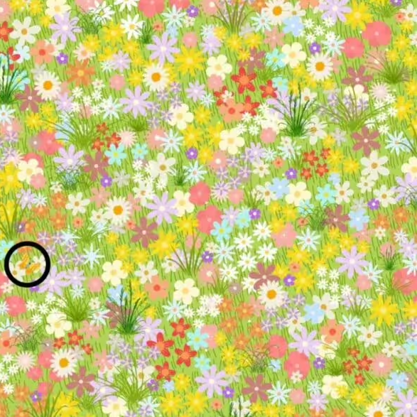 Find the butterfly: a colorful puzzle that few people can solve