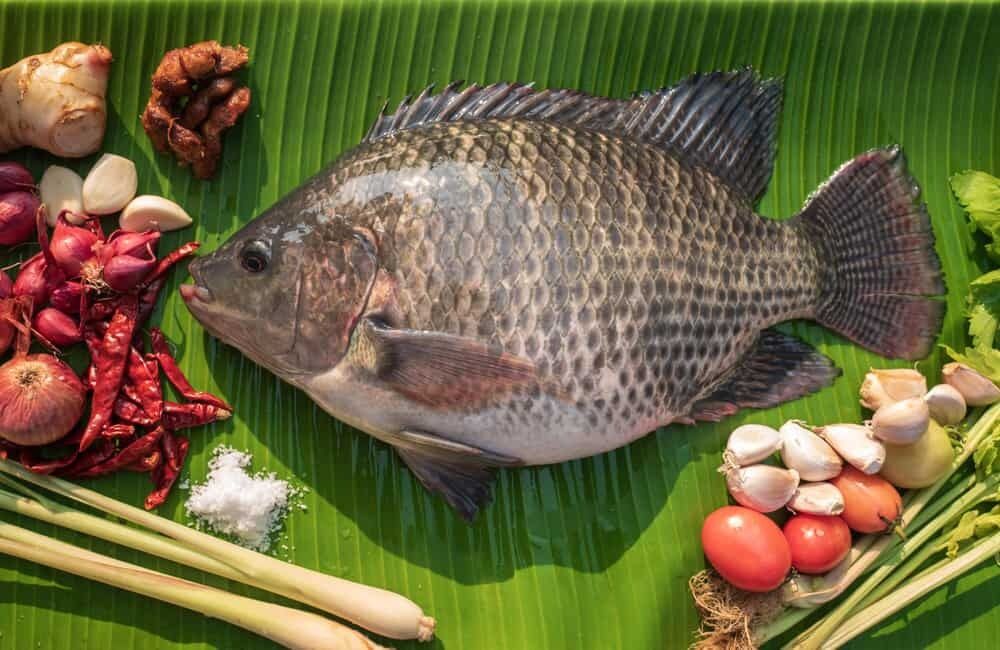 A fish that you should not eat is named: it can be dangerous