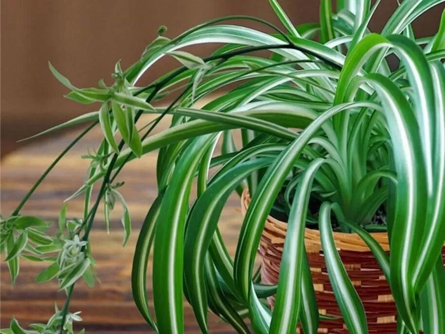Dust will be twice as less: which houseplants make house cleaning easier