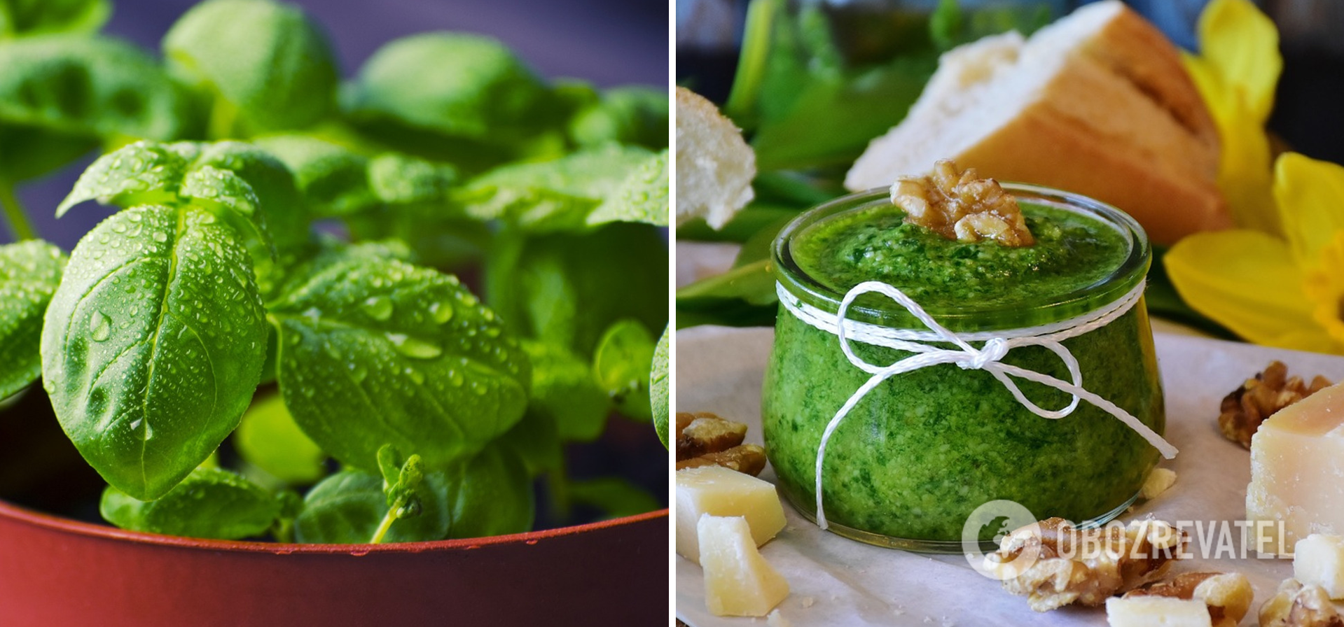 A versatile pesto sauce for soups, salads and sandwiches: can be frozen for the winter