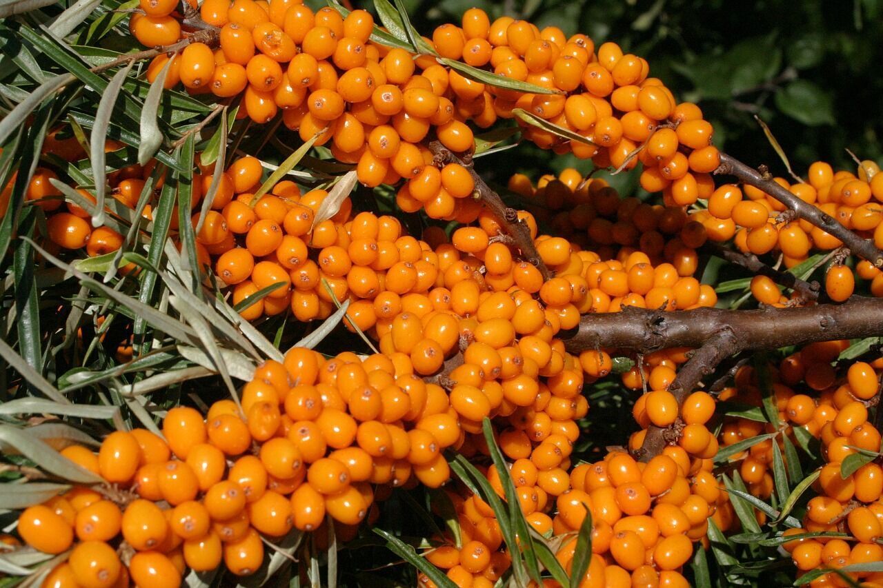 How to make a delicious tincture from sea buckthorn