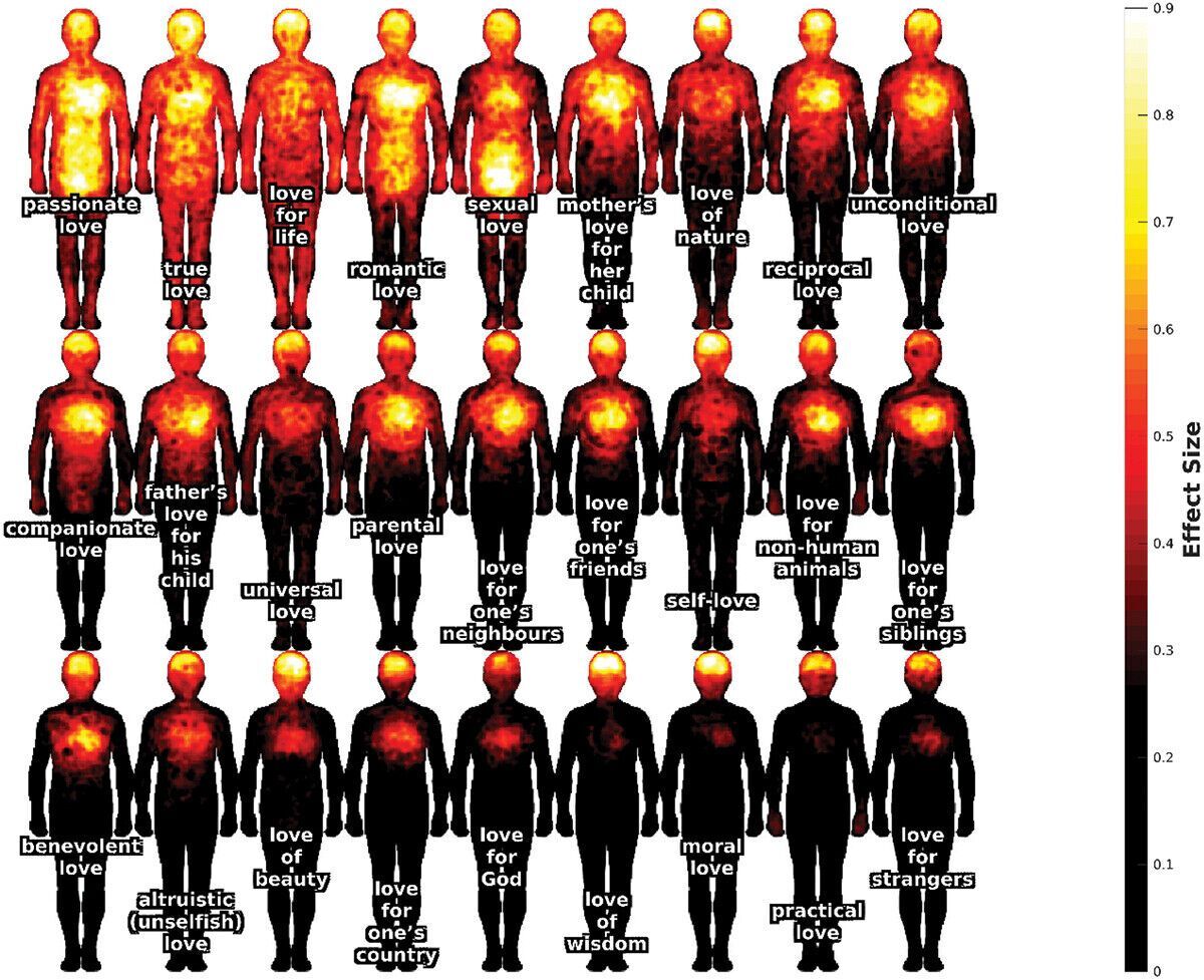 How love spreads in the body: scientists have created a map