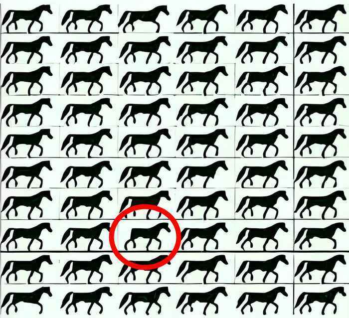 Where is the impostor? An interesting puzzle with horses will impress the most attentive
