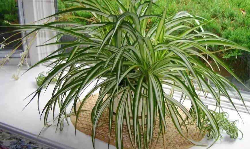 What indoor plants will help get rid of excess moisture that leads to mold