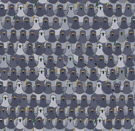 Only the smartest one can find a cat among the pigeons in this optical illusion in 7 seconds