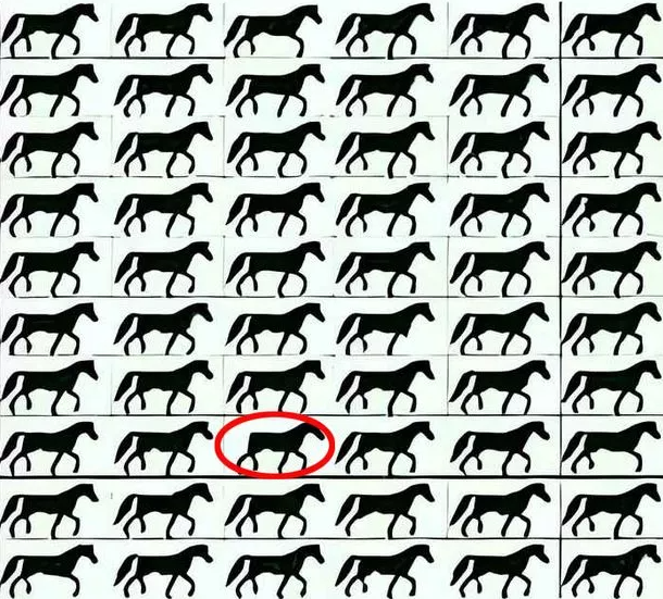Znajdź konia bez ogona: zagadka, którą rozwiążą tylko najbardziej uważni