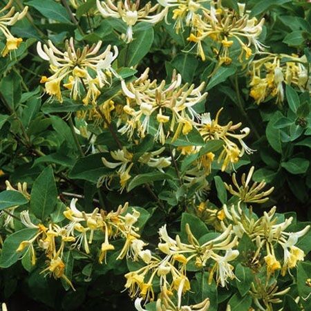 Perfect for shade: a selection of climbing plants for the garden