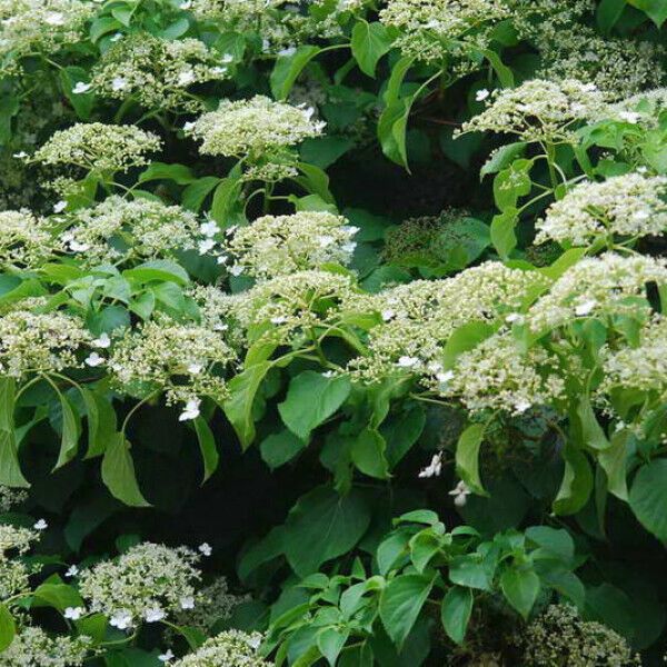 Perfect for shade: a selection of climbing plants for the garden