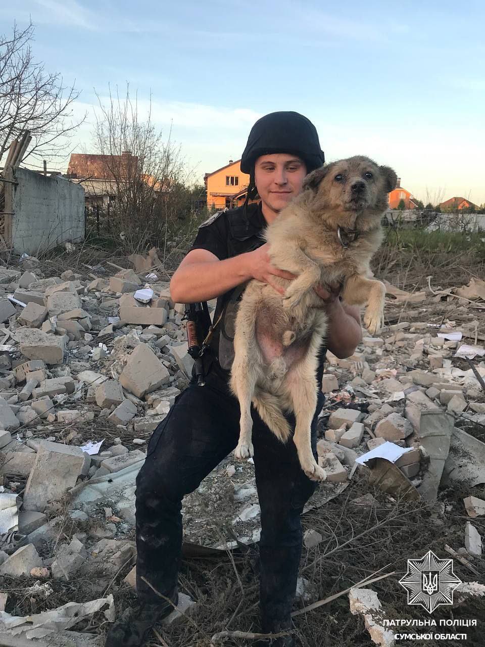 ''Every life is important'': users were touched by the footage with a dog that was rescued from under the rubble after the Russian strike on Sumy. Video