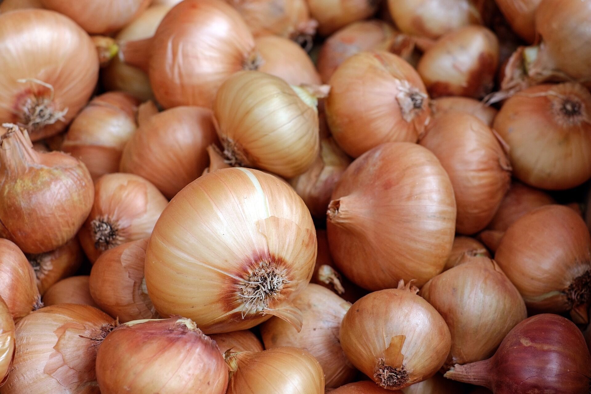 Onion prices soar in Ukraine: new price is announced