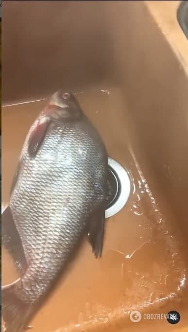 Technology for cleaning fish with scales