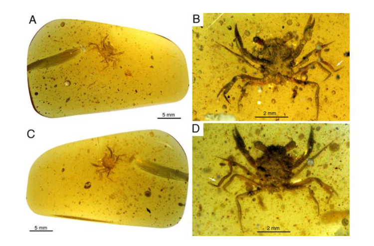 This is the first dinosaur-era crab to be caught in amber.
