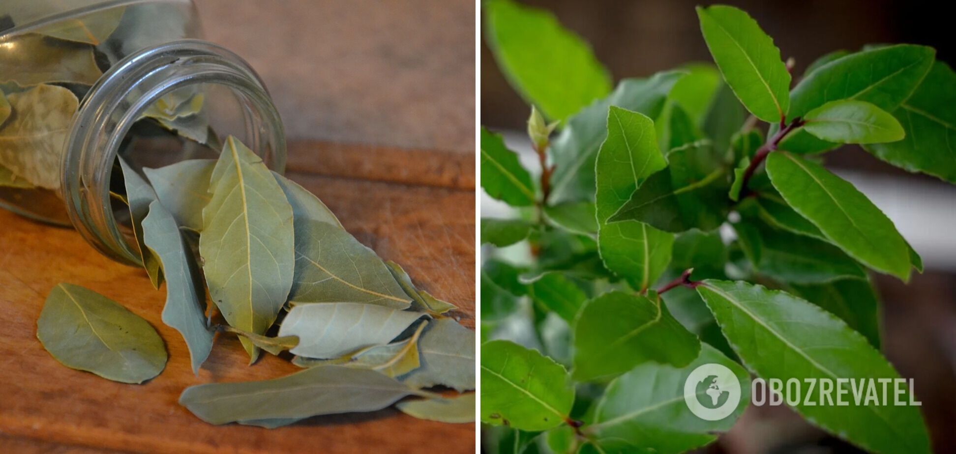 How to grow bay leaves on the windowsill: tips