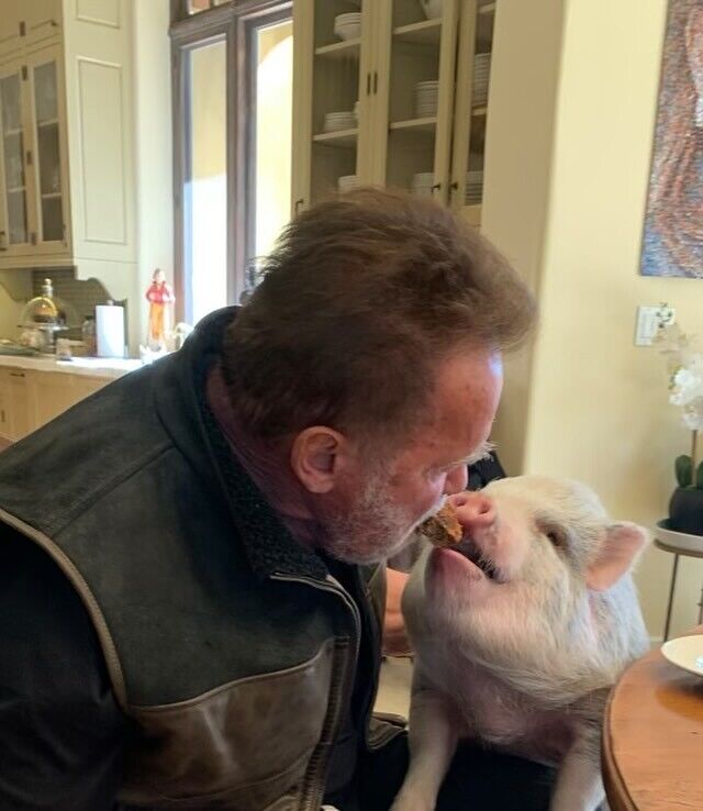 Arnold Schwarzenegger reacted to the incident at Munich airport and the 35 thousand euro fine with a strange photo with a pig
