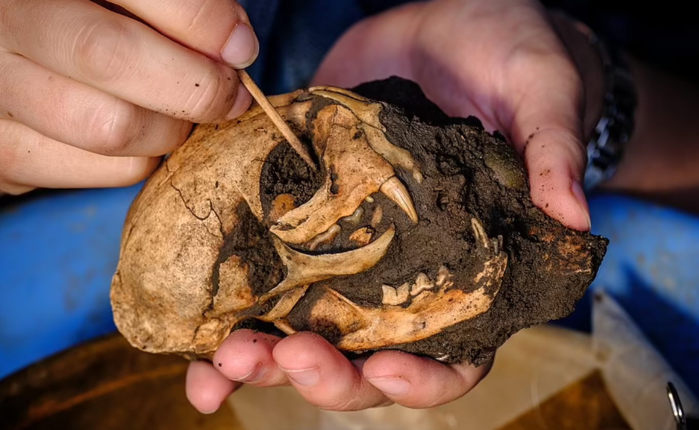 Archaeologists find skull of domestic cat