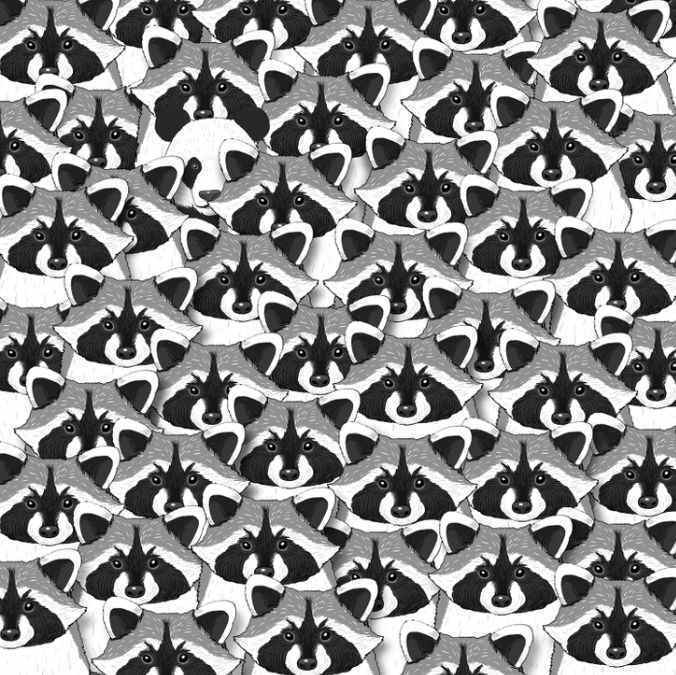 Find the panda among the raccoons: a challenging puzzle for the most attentive 