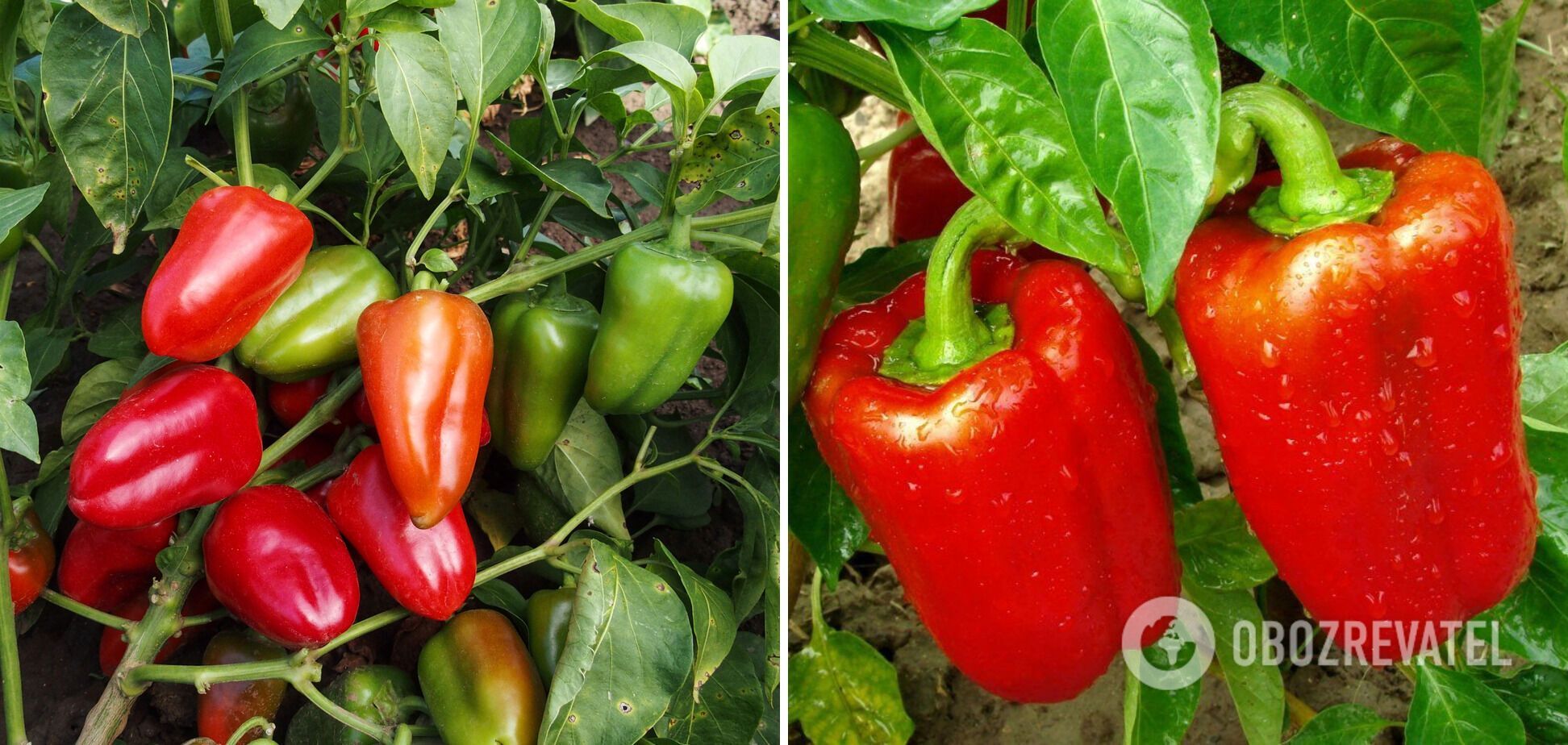 How to get a triple pepper harvest: an ingenious life hack