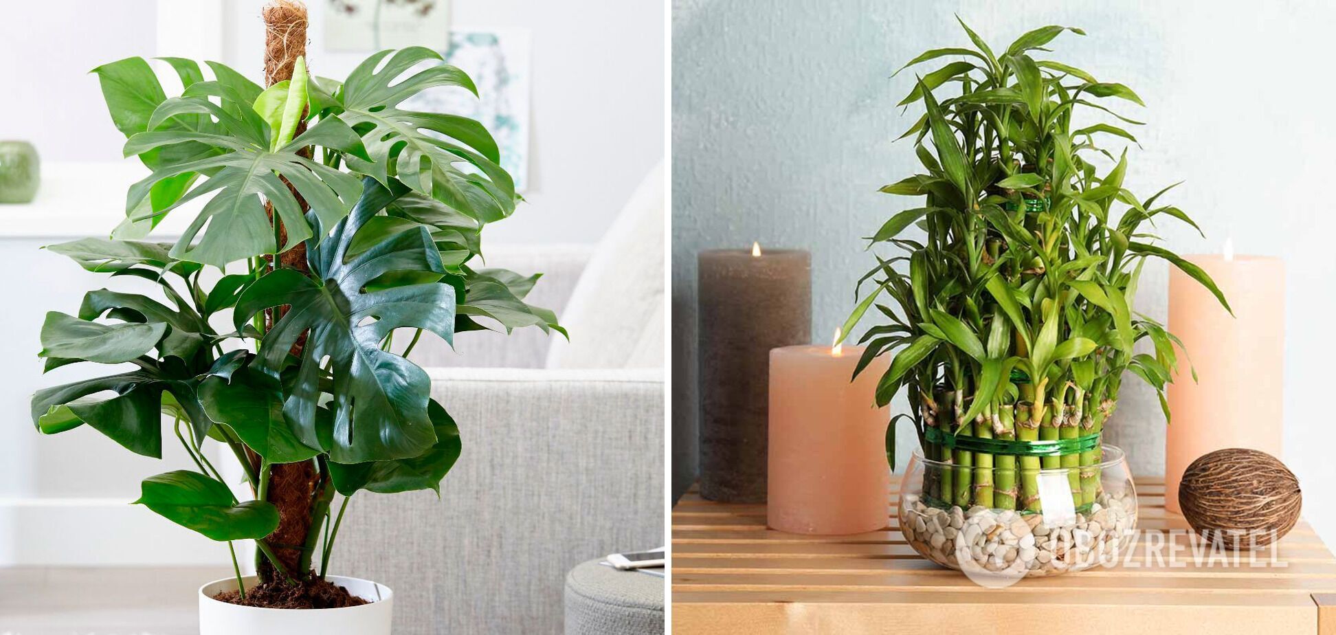 Top 10 plants that will create a cozy atmosphere in the apartment