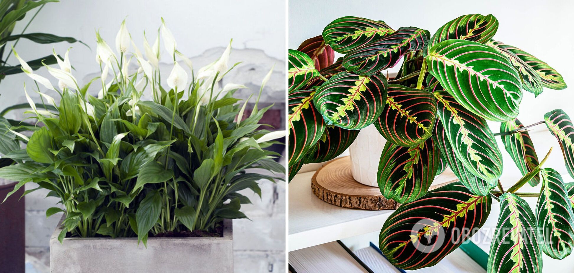 Top 10 plants that will create a cozy atmosphere in the apartment
