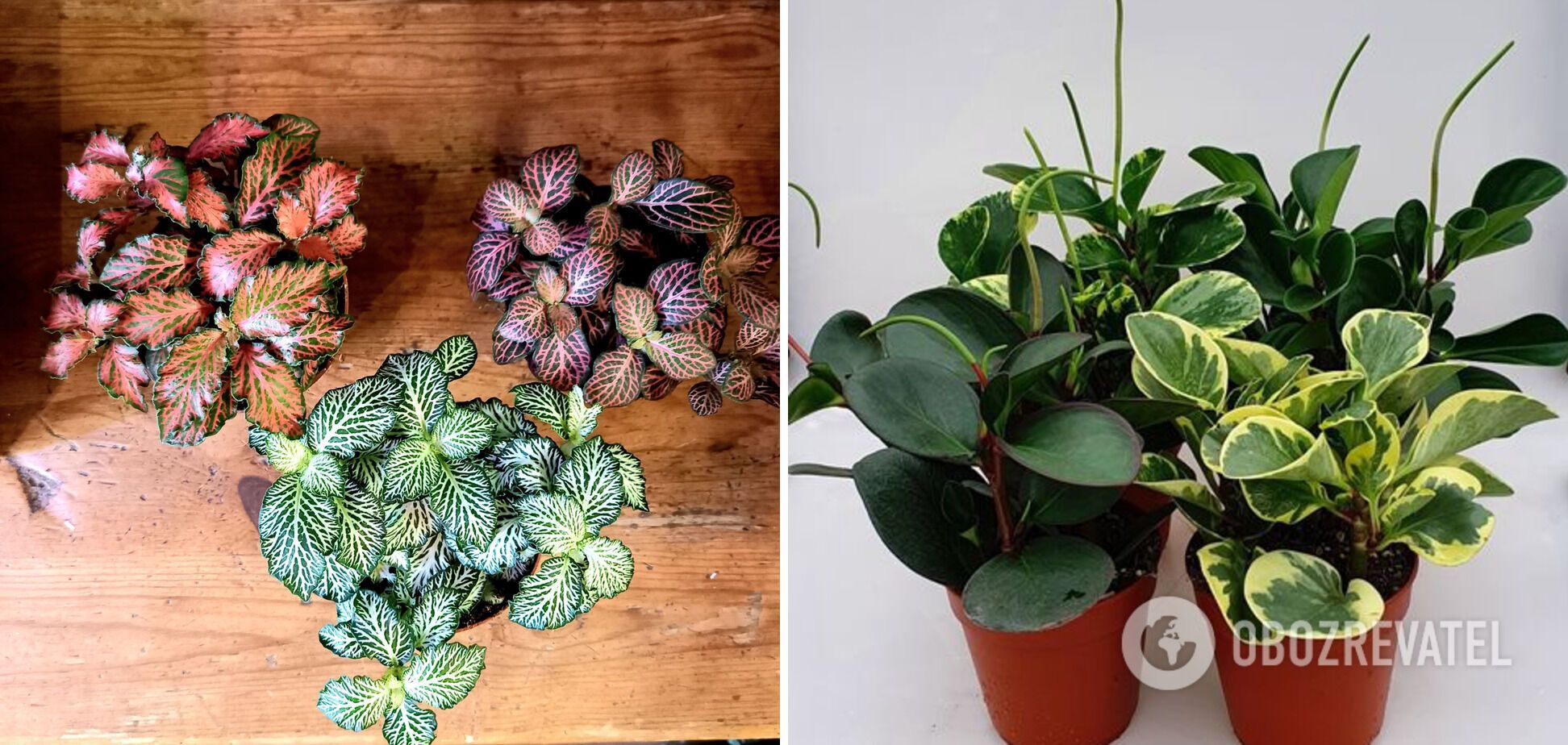 Which houseplants are best suited for the terrarium: 10 great options