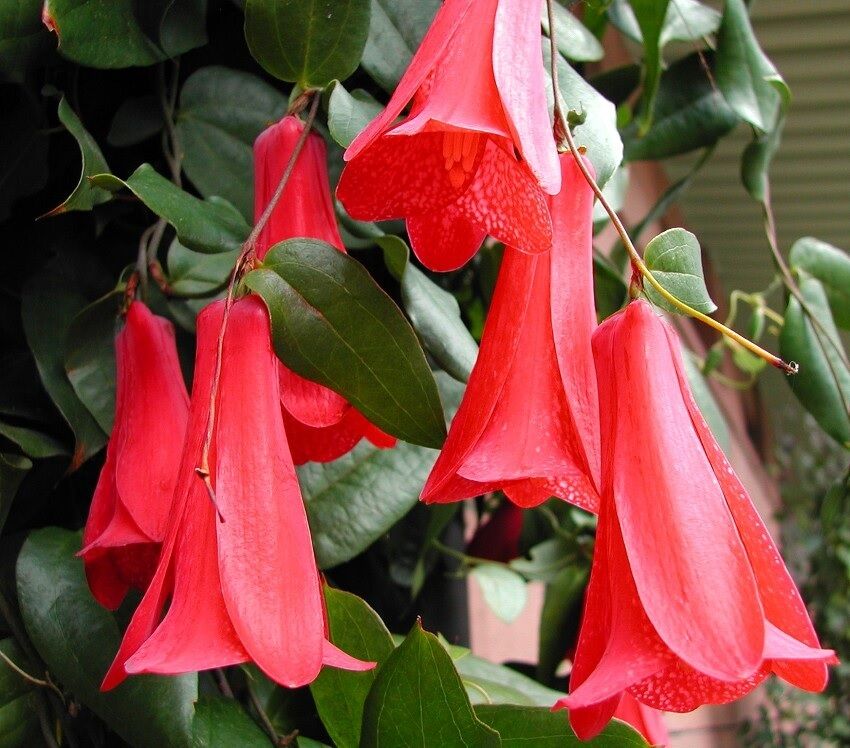 Ideal for the shade: a selection of climbing plants for the garden